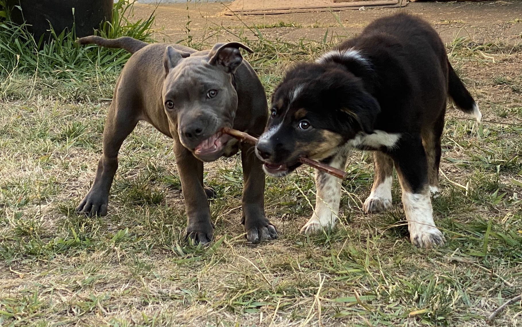 Gemini and Willow